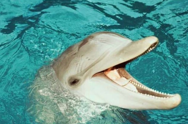 Как дельфины и киты получают пресную воду, обитая в соленых морях и океанах? (7 фото) - «Клуб - Юмора»