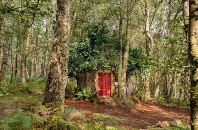 Disney построил настощий дом Винни-Пуха в английском лесу и в нем есть особые правила (3 фото) - «Клуб - Юмора»