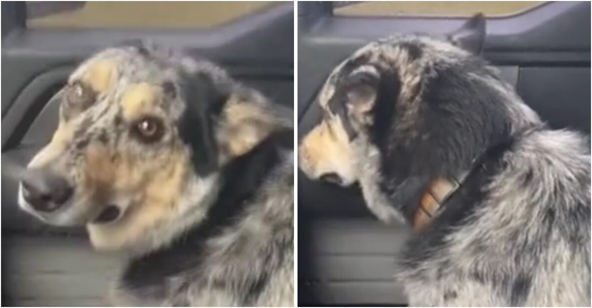 Пес расстроился из-за покупки хозяином телёнка - «Клуб - Юмора»