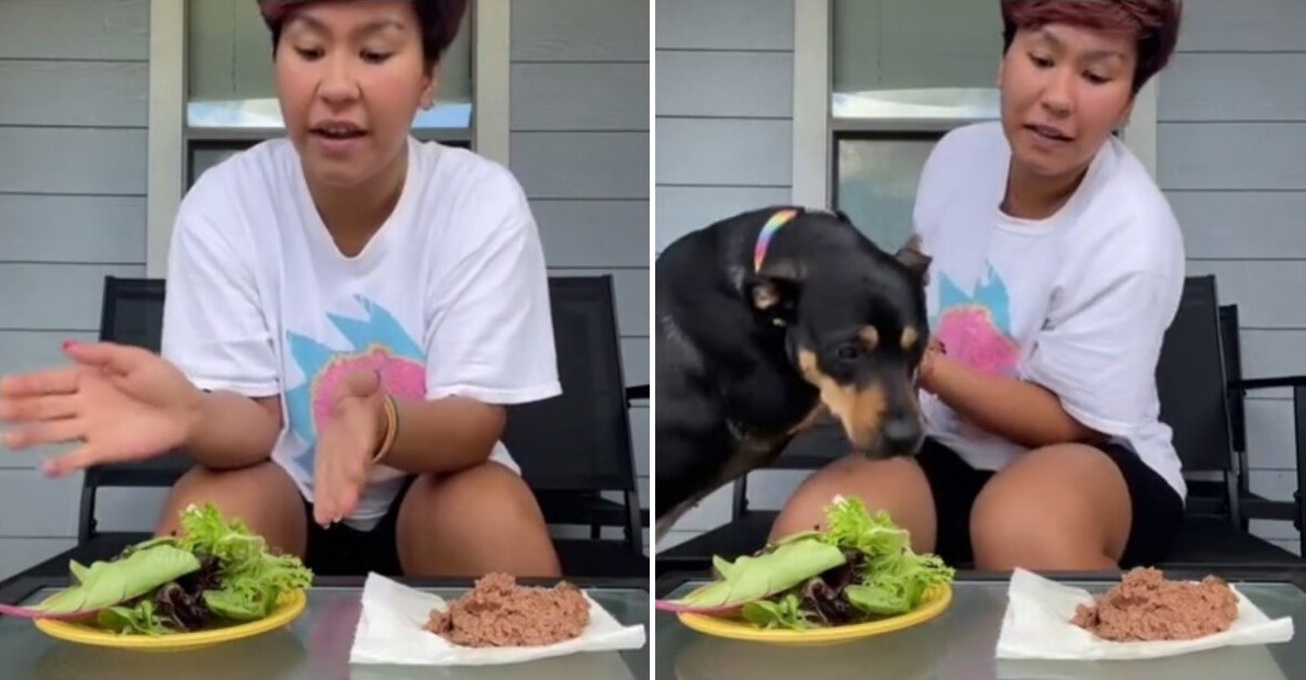 Женщина решила доказать, что её собака является вегетарианцем - «Клуб - Юмора»