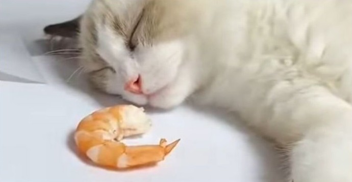 Реакция спящего кота на креветку - «Клуб - Юмора»