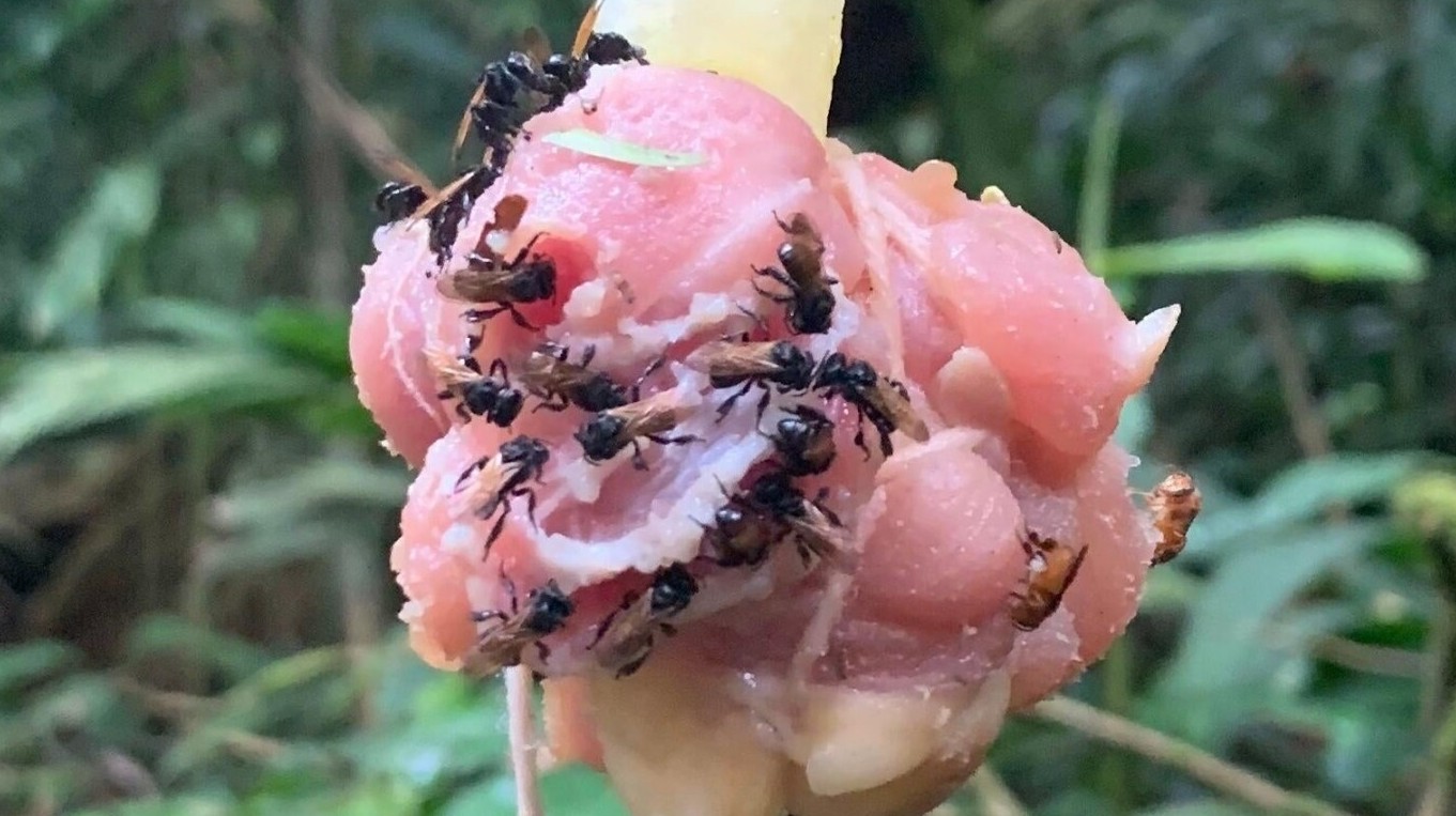 Пчёлы-стервятники делают мёд из мёртвой плоти - «Клуб - Юмора»