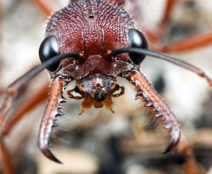 Правда ли, что муравьи не спят всю жизнь - «Клуб - Юмора»