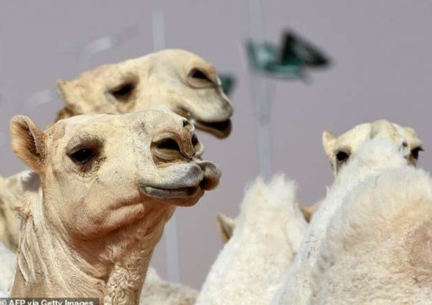 Более 40 верблюдов не допустили к Конкурсу красоты в Саудовской Аравии из-за ботокса - «Клуб - Юмора»