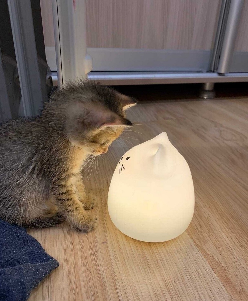 Подборка прикольных картинок на Утро (15 фото) - «Клуб - Юмора»