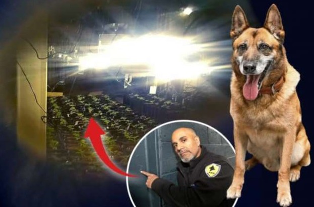 Собака по имени Рэмбо унюхала плантацию каннабиса стоимостью 1 миллион фунтов стерлингов через крошечную дыру в стене - «Клуб - Юмора»