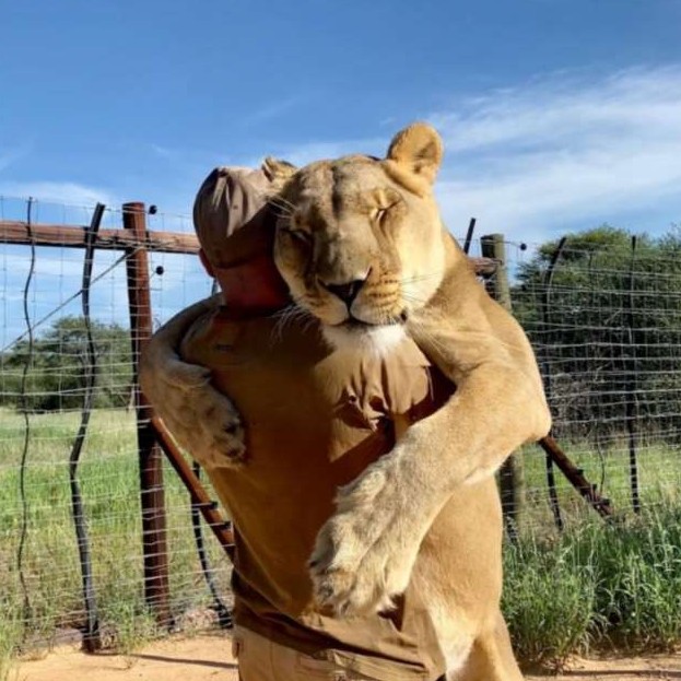 9-летняя львица обожает своего спасителя - «Клуб - Юмора»