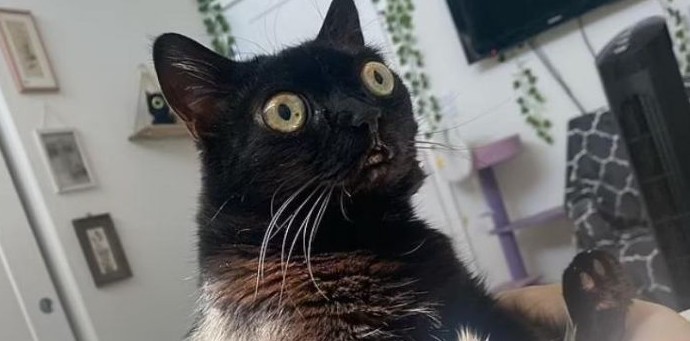 Черная лупоглазая кошка стала мэром «Ада» - «Клуб - Юмора»
