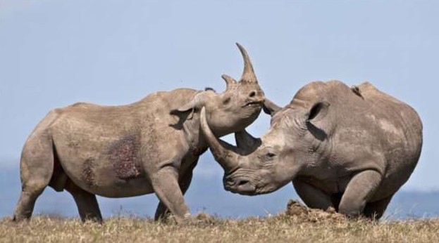 Носорог — интересные факты (1 фото + 1 видео) - «Клуб - Юмора»