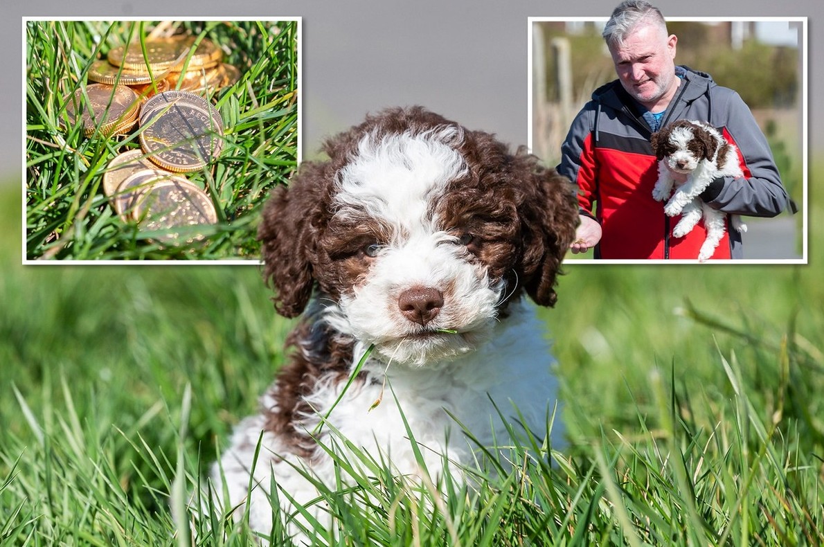 Щенок нашел старинные золотые монеты стоимостью £6 000 - «Клуб - Юмора»