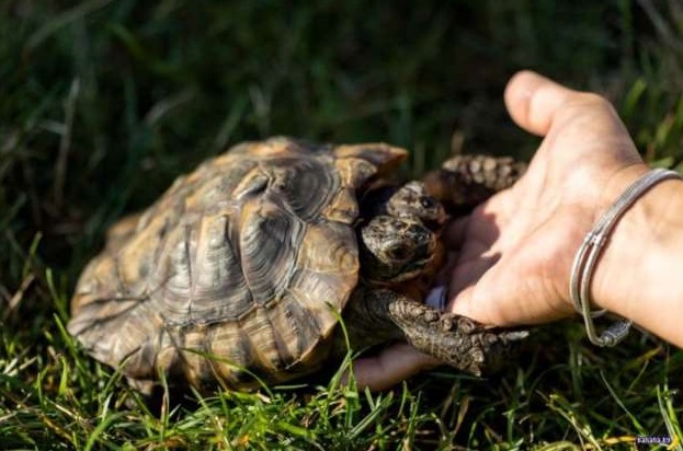 Двухоголовой черепахе исполнилось 25 лет - «Клуб - Юмора»