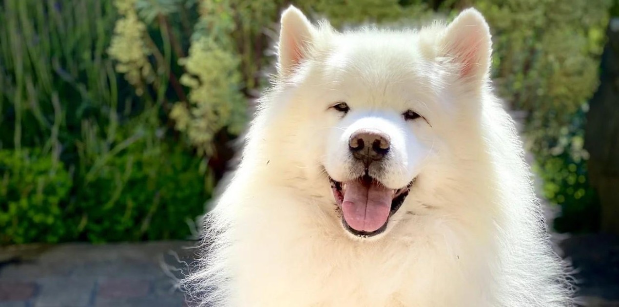 Собака сожгла дом, пока хозяев не было дома - «Клуб - Юмора»