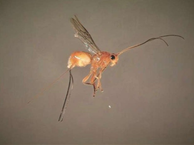 Необычные осы, которые защищают свое потомство с помощью вирусов - «Клуб - Юмора»