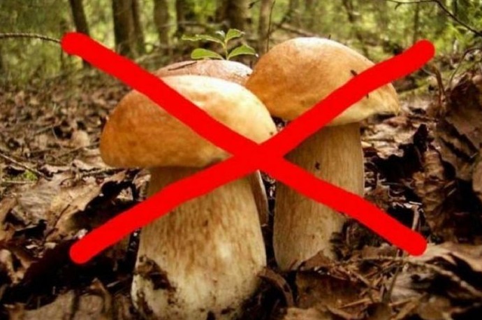 Почему народы Севера не употребляют в пищу грибы - «Клуб - Юмора»