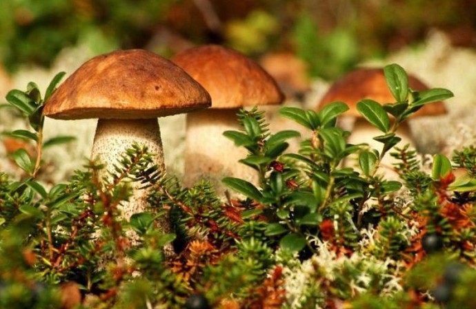 Самые опасные грибы России - «Клуб - Юмора»
