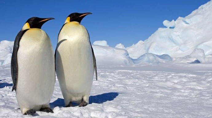 Оперение императорского пингвина - «Клуб - Юмора»