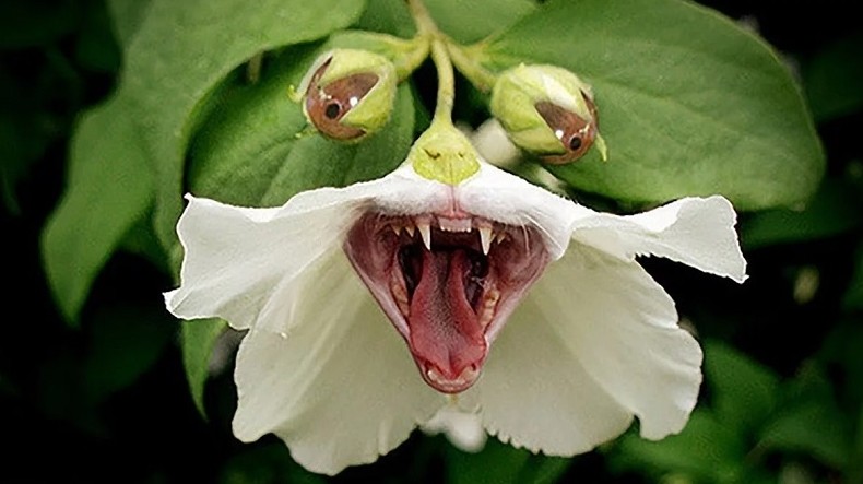 Самые опасные растения мира - «Клуб - Юмора»