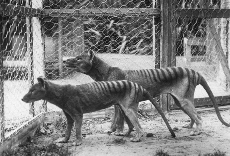 Тасманийский волк возможно существует - «Клуб - Юмора»