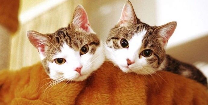 Почему кошки откликаются на «кис-кис» - «Клуб - Юмора»