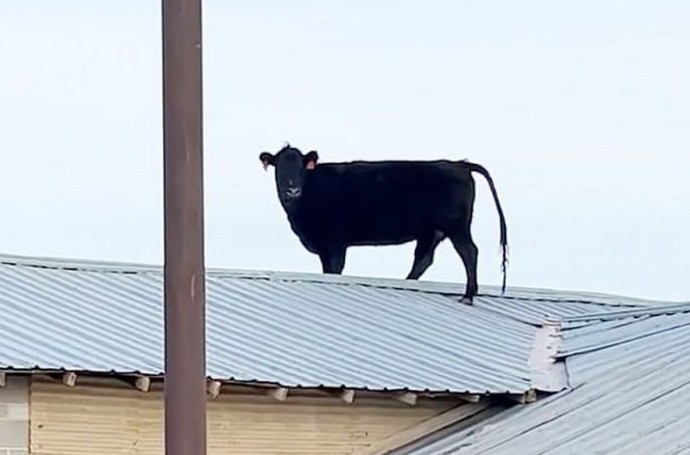 Корова каким-то образом оказалась на крыше на ферме - «Клуб - Юмора»