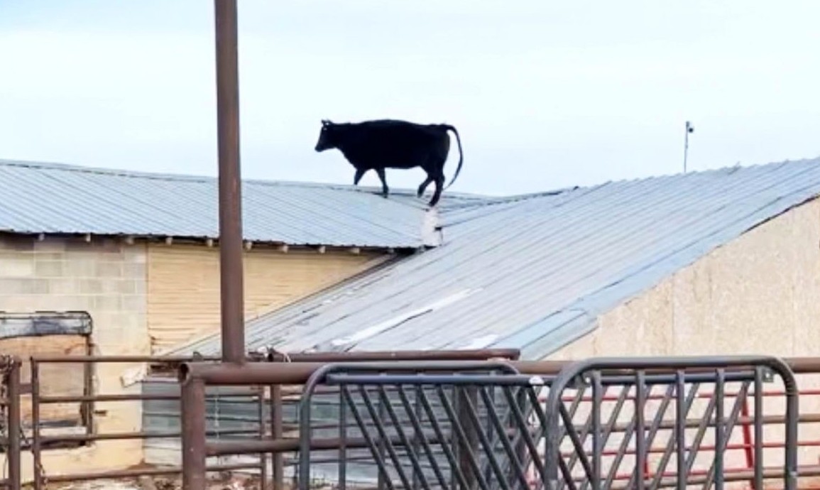 Корова каким-то образом оказалась на крыше на ферме - «Клуб - Юмора»