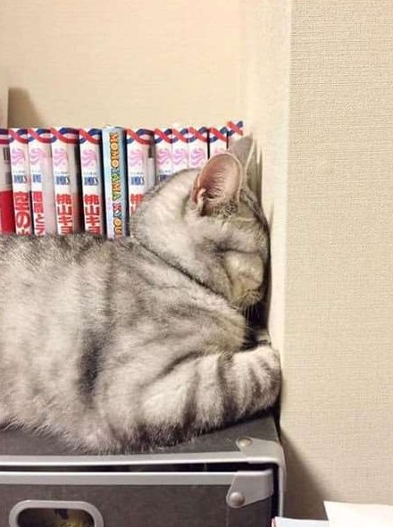 25 фотосвидетельств, что коты могут спать где угодно и когда угодно - «Клуб - Юмора»