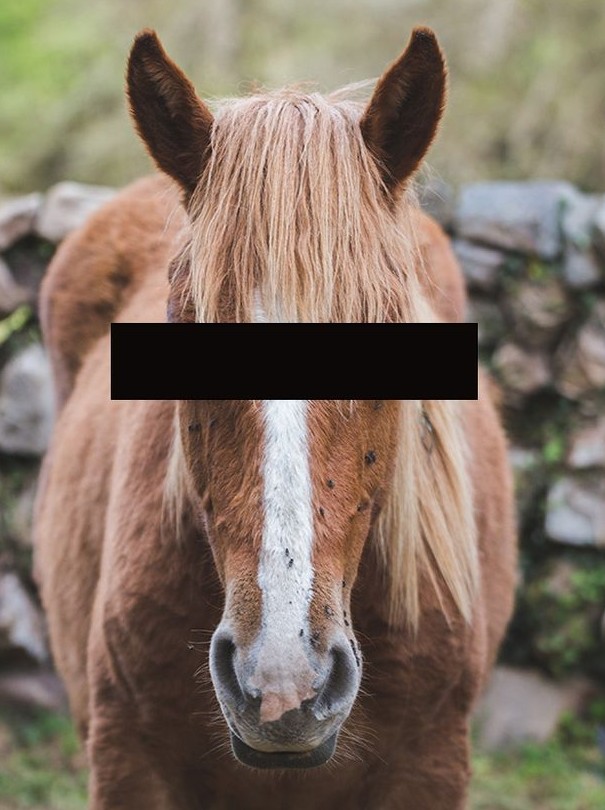 Преступнику, который вступил в интимную связь с лошадью, запретили приближаться к любому животному с копытами - «Клуб - Юмора»
