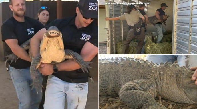 Американка украла яйцо из зоопарка 20 лет назад и вырастила аллигатора на заднем дворе - «Клуб - Юмора»