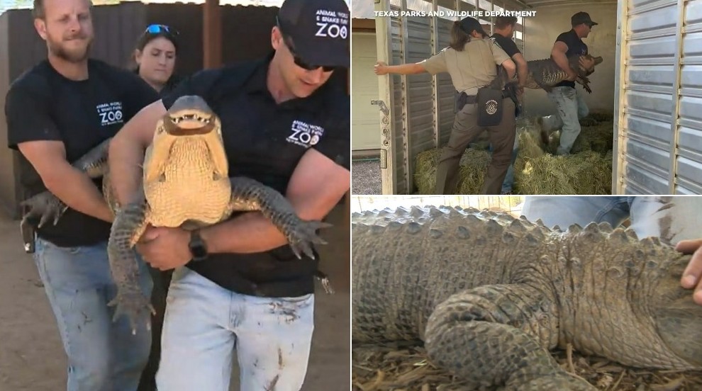 Американка украла яйцо из зоопарка 20 лет назад и вырастила аллигатора на заднем дворе - «Клуб - Юмора»