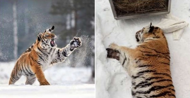 В Хабаровском крае амурская тигрица случайно заперлась в собачьем вольере - «Клуб - Юмора»