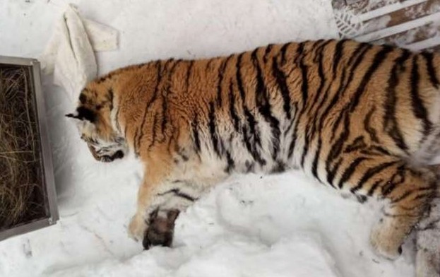 В Хабаровском крае амурская тигрица случайно заперлась в собачьем вольере - «Клуб - Юмора»