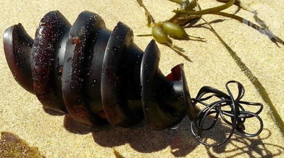 Акулье яйцо - «Клуб - Юмора»