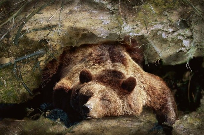 Почему медведи в спячке не страдают от тромбоза - «Клуб - Юмора»