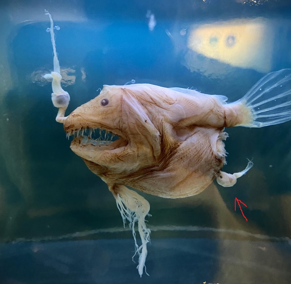 Самцы рыбы-удильщика растворяются в своих возлюбленных - «Клуб - Юмора»