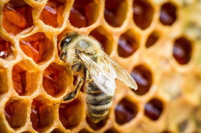 Почему пчелы делают больше меда, чем им нужно - «Клуб - Юмора»