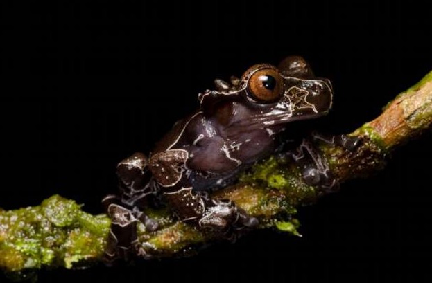 Примеры самых красивых и необычных лягушек в мире - «Клуб - Юмора»