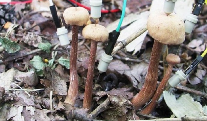 Ученые из Японии заявили, что грибы умеют разговаривать – особенно после дождя - «Клуб - Юмора»
