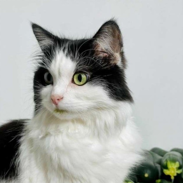 Маури — кот из Финляндии, который любит огурцы - «Клуб - Юмора»