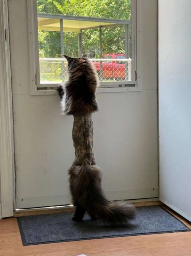 Парень показал своего кота после посещения ветеринара - «Клуб - Юмора»