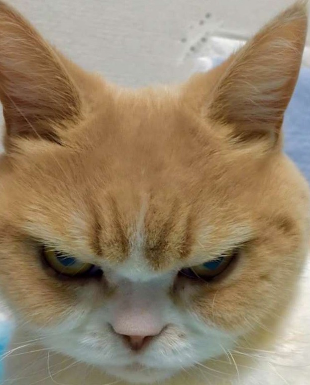 Найден самый недовольный кот - «Клуб - Юмора»