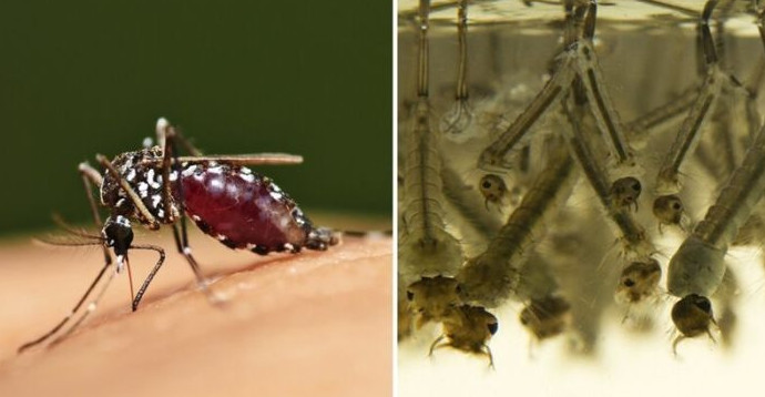 Пять этапов жизни комара - «Клуб - Юмора»