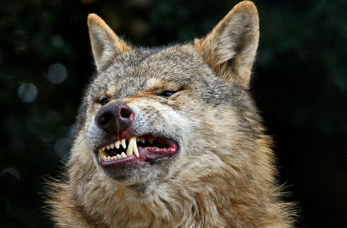 Почему у животных не болят зубы - «Клуб - Юмора»