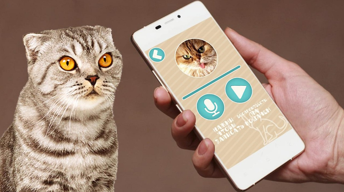 Можно ли создать переводчик с кошачьего на человеческий - «Клуб - Юмора»