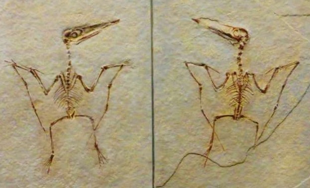 Чем динозавр птеродактиль схож с жирафом, все о летающем ящере - «Клуб - Юмора»