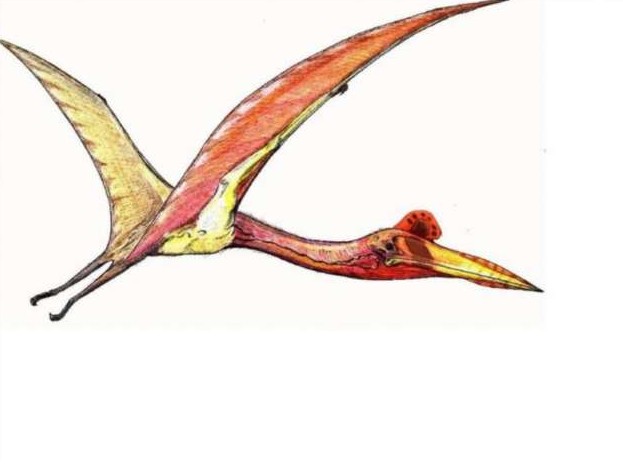 Чем динозавр птеродактиль схож с жирафом, все о летающем ящере - «Клуб - Юмора»