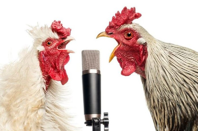 Японские ученые создали переводчик с куриного - «Клуб - Юмора»