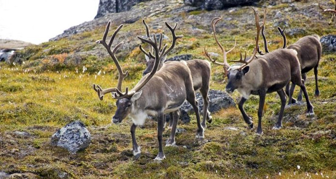 Норвегия отказалась платить 425 млн рублей за съеденный оленями мох на территории России - «Клуб - Юмора»
