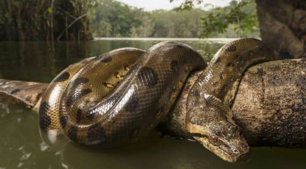 Доказательства существования Якумама всеядной 50-и метровой змеи в Амазонке - «Клуб - Юмора»