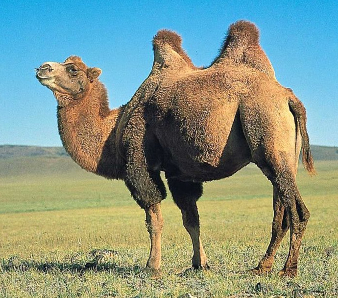 Горб верблюда: секрет выживания в пустыне - «Клуб - Юмора»