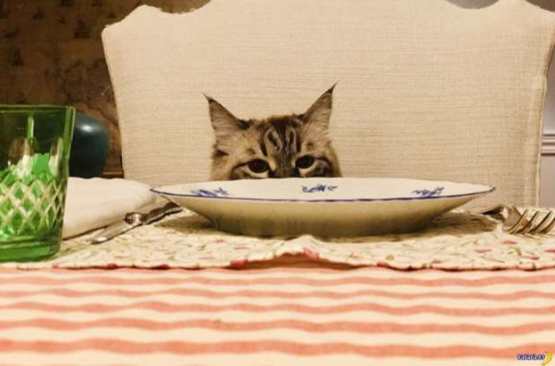 Котов советуют кормить до 20 раз в сутки - «Клуб - Юмора»
